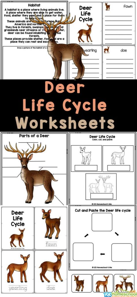 Deer are amazing creatures that live on land.  Grab these free deer worksheets for  a fun, simple way for kids to learn about the deer life cycle. Simply print these deer printables to read and learn about life cycles for kids with first grade, 2nd grade, 3rd grade, 4th grade, 5th grade, and 6th grade students. Worksheets For Elementary Students, Fish Life Cycle, Life Cycle Worksheet, Plant Life Cycle Worksheet, Worksheets For Elementary, Insect Life Cycle, Cycle For Kids, Bee Life Cycle, Apple Life Cycle