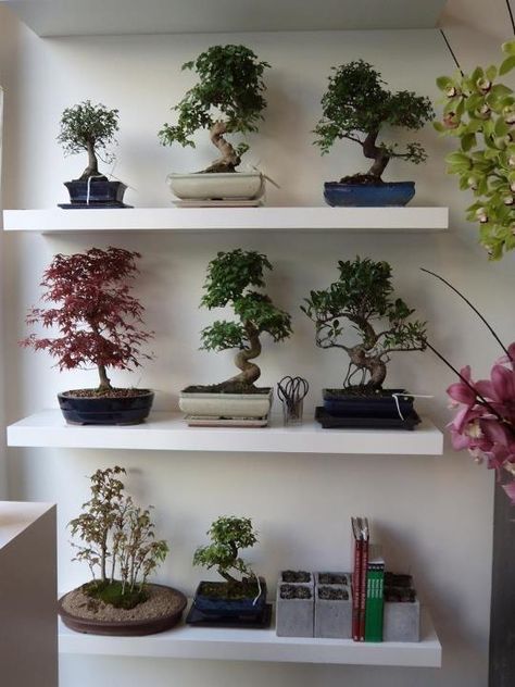 Bonsai Collection, Bonsai Trees For Sale, Bonsai Tree Types, Notting Hill London, Flowers Shop, Bonsai Art, Bedroom Plants, Bonsai Plants, Tree Shop