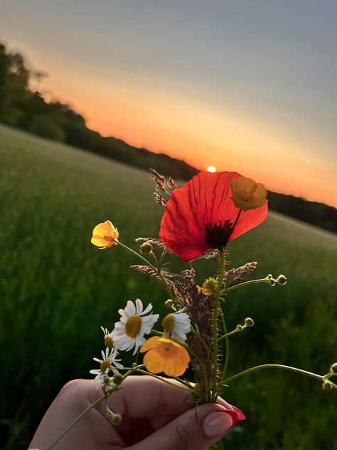 #cottagecore #rural #poppy #flowers #sunset Poppy Flowers Aesthetic, Poppy Aesthetic Flower, Poppy Flower Aesthetic, Poppy Core, Poppies Flower, Flowers Sunset, Poppy Flowers, Milk And Honey, Illustration Inspiration