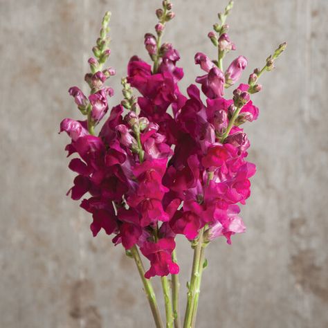 Snapdragon Flowers, Cut Flower Garden, Plant Spacing, Fresh Cut Flowers, Flower Display, Edible Flowers, Flower Farm, All Flowers, Types Of Plants