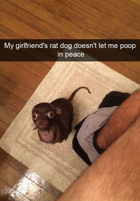 10+ Hilarious Dog Snapchats That Are Impawsible Not To Laugh At (Part 2) Dog Snapchats, Rat Dog, Happy Accidents, Funny Vines, Bob Ross, Funny Animal Memes, Philosophers, Animal Jokes, Komik Internet Fenomenleri