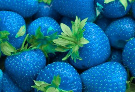 Purple Strawberry, Strawberry Seeds, Chilli Seeds, Giant Strawberry, Blue Strawberry, Strawberry Seed, White Strawberry, Midnight Rose, Strawberry Garden