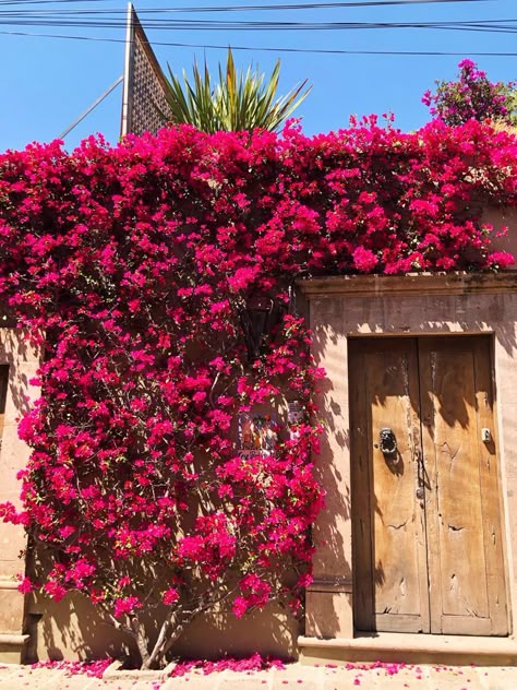 Bougainvillea Colors, House Front Garden, Front Garden Design Ideas, Climbing Flowers, Front Garden Design, Plants Decor, Garden Design Ideas, House Plants Decor, Bougainvillea