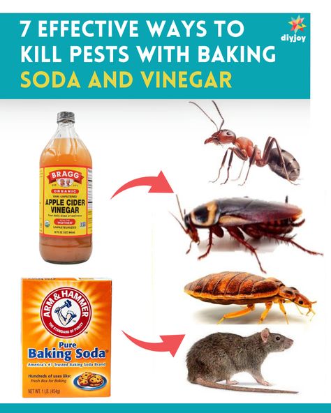 a bottle of apple cider vinegar and a box of baking soda beside a group of insects Home Remedy For Roaches, How To Get Rid Of Cockroaches In Kitchen, Natural Pest Control For Home, How To Kill Cockroaches Fast, Rat Poison Diy Baking Soda, Cockroaches How To Get Rid Of, Roaches Get Rid Of Diy, Kill Roaches Naturally, Diy Mice Repellent