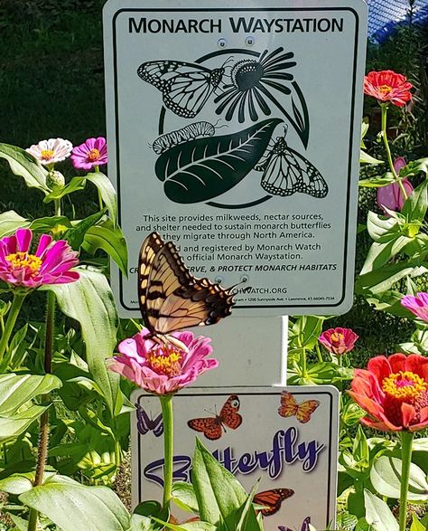 Monarch Waystation Garden, Monarch Butterfly Garden Design, Monarch Garden Design, Monarch Waystation Design, Monarch Nursery, School Butterfly Garden, Monarch Waystation, Monarch Butterfly Habitat, Monarch Garden