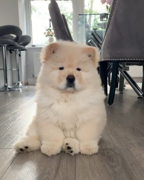 Cute Chow Chow Puppies, Baby Chow Chow, Chowchow Dog, Cute Chow Chow, Chow Chow Dog Puppy, Perros Chow Chow, Chow Chow Puppies, Dog Fluffy, Ras Anjing