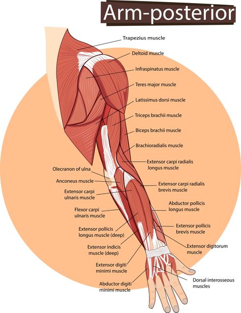 Forearm Anatomy, Triceps Brachii Muscle, Biceps Brachii Muscle, Upper Limb Anatomy, Body Muscle Anatomy, Muscle Diagram, Arm Anatomy, Human Muscle Anatomy, Forearm Muscles