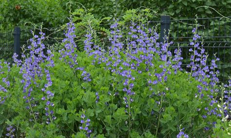 Plant of the Week: Blue false indigo | Experts Corner | coastalpoint.com Garden Flowers Ideas, False Indigo, Baptisia Australis, Drought Tolerant Perennials, Indigo Plant, Butterfly Houses, Prairie Garden, Backyard Plants, Perennial Border