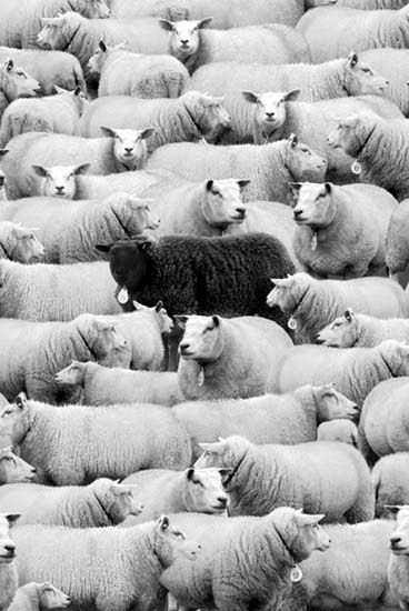 Herd Of Sheep, Black Sheep Of The Family, Sheep And Lamb, Foto Vintage, Black Sheep, White Picture, Black And White Pictures, Black And White Photographs, Belle Photo