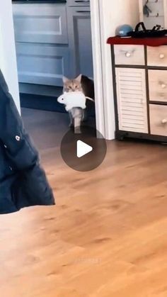 Cute Cat Videos Funny, Funny Cat Gif, Funny Cats Video, Cat Videos Funny, Cats Doing Funny Things, Funny Cat Images, Funny Kittens, Funny Looking Cats, Cat And Dog Videos