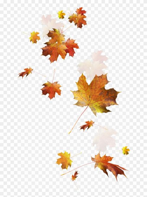 Episode Overlays, Fall Leaves Png, Autumn Leaves Background, Flower Png Images, Autumn Leaf Color, Leaves Png, Leaves Illustration, Background Images For Editing, Studio Background Images