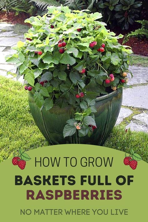 Growing raspberries in your own backyard has never been easier! Learn the tricks and tips for growing baskets full of fresh and juicy raspberries at home! Growing Container Vegetables, Strawberries In Containers Growing, Raspberry Container Garden, Potted Raspberry Bush, Grow Raspberries In Pots, Raspberry Planter Ideas, How To Grow Raspberries In A Pot, Raspberry Plants In Pots, Growing Berries In Backyard