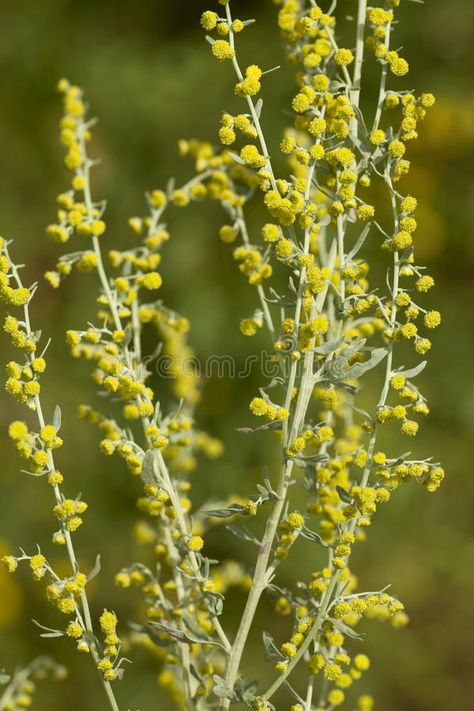 Wormwood. Yellow flower wormwood (Artemisia absinthium) on meadow , #Sponsored, #flower, #Yellow, #Wormwood, #wormwood, #meadow #ad Wormwood Plant, Flower Skincare, Artemisia Absinthium, Beautiful Flowers Photography, Flower Meanings, Flower Yellow, Flower Essences, Gardening Advice, Flower Food