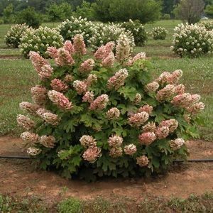 Hydrangea Tree, Hydrangea Landscaping, Front Yard Plants, Hydrangea Quercifolia, Lake Garden, Oakleaf Hydrangea, Hydrangea Garden, Planting Plan, Front Yards