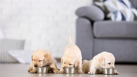 The Best Puppy Feeding Schedules by Age, According to the Experts Puppy Feeding Schedule, Puppy Eating, Feeding Puppy, Puppy Schedule, Puppy Store, Premium Dog Food, Snuffle Mat, Best Puppies, Slow Feeder