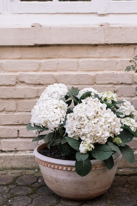 Entrance Plants, Hydrangeas In Pots, Hydrangea Planters, Fibrous Root, How To Grow Hydrangeas, Balcony Inspiration, Potted Plants Patio, Hydrangea Potted, Planter Arrangements