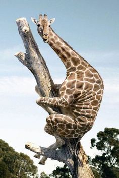 See think wonder See Think Wonder, Giraffe Pictures, Funny Giraffe, Climb Trees, Wallpaper Tumblr, Dachshund Puppies, Silly Pictures, Animal Wallpaper, Funny Fails