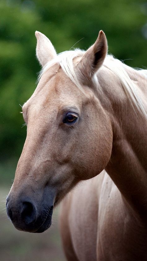 Horse Face, Cheap Home Decor, Trees, Hair, Home Decor, Home Décor