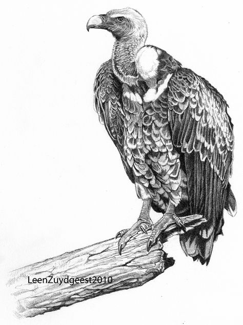 Turkey Vulture Drawing, Vultures Drawings, Condor Drawing, Vulture Sketch, Traditional Vulture Tattoo, Vulture Drawing, Vulture Illustration, Cartoon Vulture, Movie Canvas Painting