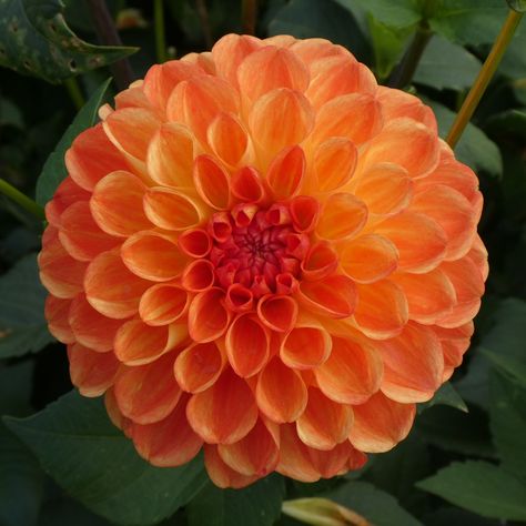 Dahlia " Orange Symphonie". Orange Dahlia Flower, Orange Dalia, Dahlia Orange, Orange Dahlias, Orange Dahlia, Rabbit Mask, 18th Bday, Rabbit Rabbit, Jaune Orange