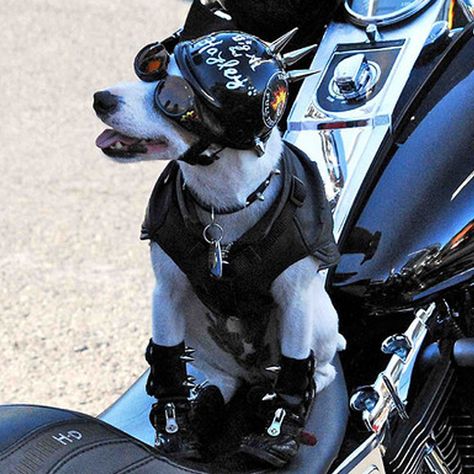 The Easy Ryder Pup Biker Dog, Animal Clothes, Baby Bike, Optical Store, Dog Items, Dog Carrier, Jack Russell Terrier, Jack Russell, Pet Clothes