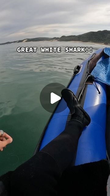 SCUBA DAN 🤿 📍 BALI on Instagram: "I DID NOT EXPECT THAT TO HAPPEN!
Great white sharks roam SOME of the coasts of south africa. White sharks will come into shallow waters to hunt rays, skate and smaller sharks. What happened when i got inside the water Will blow your mind 😂 

#greatwhiteshark #whiteshark #greatwhite #humpbackwhale" Shark Attacks Real, Great White Shark Pictures, Shark Attacking, Baby Great White Shark, Sharks Cute, Shark Videos, Largest Great White Shark, Basking Shark, Shark Pictures