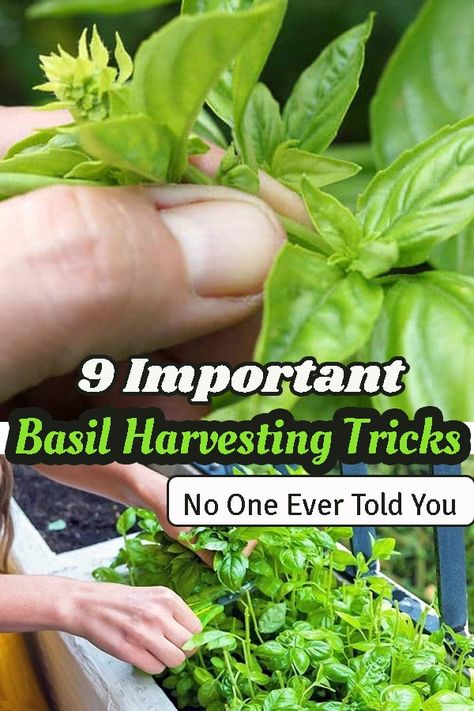 Are you a big fan of growing herbs? Do you want to learn some amazing Basil Harvesting Tricks No One Ever Told You? Read ahead! Harvest Basil, Storing Basil, Growing Herbs At Home, Preserving Basil, Harvesting Basil, Stacked Pots, Beginner Gardening, Gardening Guide, Grow Herbs