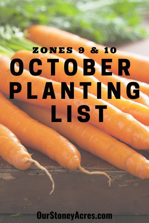 October is one of my favorite months. It is FINALLY starting to cool down! I actually love planting in October. There are plenty of crops you can still get started in your garden. #backyardgardening #gardening #vegetablegardening October Planting, Planting Spinach, Planting Lettuce, Cauliflower Plant, Homestead Gardening, Homesteading Tips, Grape Arbor, Modern Homestead, Planting Garlic