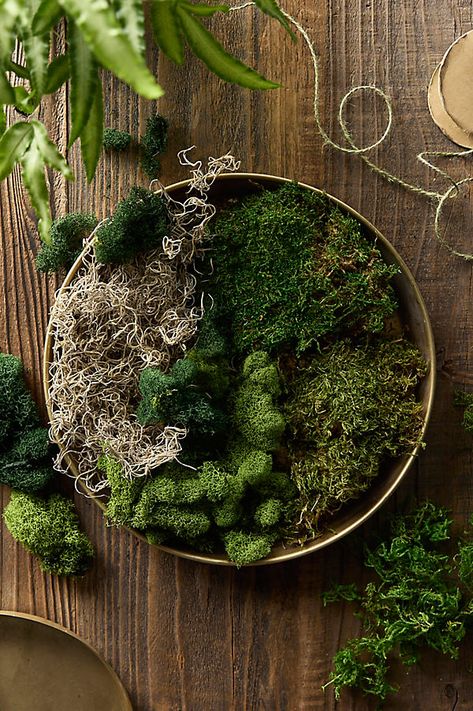 With six different varieites included, this natural mood moss is the perfect finishing touch in a terrarium or centerpiece. | Preserved Mood Moss, Set of 6 at Terrain Mossy Table Centerpiece, Moss Centerpieces, Forest Vibes, Wood Centerpiece, Natural Mood, Moss Decor, Wood Centerpieces, Moss Wall Art, Autumn Display