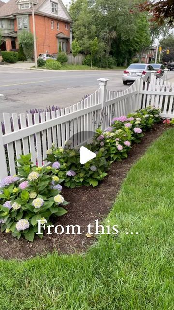 Shari 🌊 Coastal Decor | Vegan | Gardening on Instagram: "⛸️🛷 ❄️☀️Our home got some curb appeal upgrades two summers ago. The addition of the white picket fence supplemented by the hedges of perennials has given our home that extra little beauty that I adore about century old homes. These endless summer hydrangeas do not thrive in our soil conditions, so I am relentless about adding soil acidifier (aluminum sulfate) almost weekly. I’ve also tried adding coffee grounds (thank you @starbucks ) to the soil which also seems to work. I’ve noticed that when I stop amending the soil, the blooms loose their colour and begin to fade to white. You could only imagine how heartbreaking it was to see these beautiful blooms lose their colour. It’s been a learning experience for me and I’m sure I Picket Fence Garden, Hydrangea Landscaping, Endless Summer Hydrangea, Old Homes, White Fence, White Picket Fence, Fence Landscaping, Seasonal Garden, Picket Fence