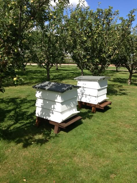 Backyard Bee, Orchard Garden, Bee Colony, Bee Hives, Farm Lifestyle, Bee Farm, Bee Sting, Bee Garden, Veg Garden