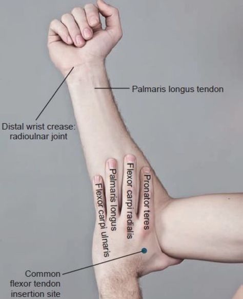 Punkty Spustowe, Physical Therapy School, Studie Hacks, Human Muscle Anatomy, Physical Therapy Student, Physical Therapist Assistant, Physical Therapy Assistant, Medical School Life, Medicine Notes