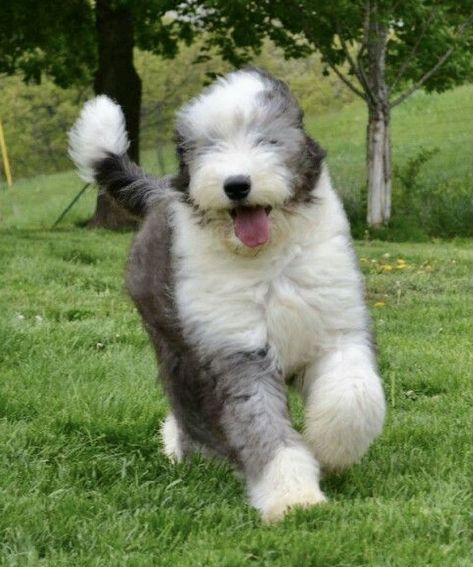 Sheepadoodle Grooming Styles, Aussiedoodle Haircut, Sheepadoodle Grooming, English Sheepdog Puppy, Old English Sheepdog Puppy, Big Fluffy Dogs, English Dogs, Cute Fluffy Dogs, Sheep Dogs