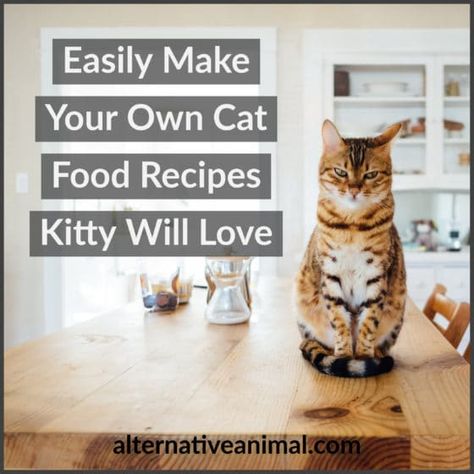 Cat Food Ideas, Make Your Own Cat Food, Animal Diet, Kitty Recipes, Homemade Cat Treats Recipes, Cat Food Recipes, Diy Cat Food, Senior Cat Food, Healthy Cat Food