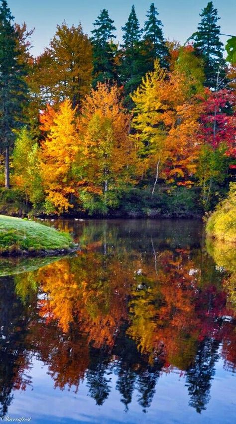 Fall reflections - the last bit of gold before the weather turns again. Matka Natura, Wallpaper Cantik, Autumn Scenes, Autumn Scenery, Autumn Beauty, Fall Pictures, Beautiful Tree, Fall Foliage, In The Fall