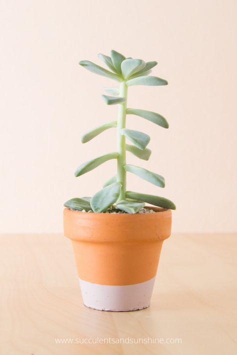 Find out why your succulents might be stretched out and how to help them Succulent Stretching, Stretched Succulents, Succulents Growing, Tall Succulents, Indoor Vegetable Gardening, Propagating Succulents, Succulents Decor, Growing Succulents, Succulent Gardening