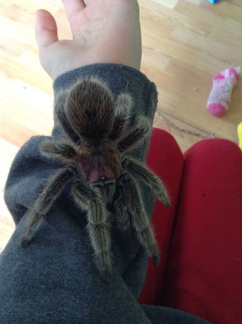 Pet Tarantula Cute, Teranchela Spider, Tarantula Pet Aesthetic, Trantuala Spider Cute, Trantuala Spider Pet, Trantuala Spider, Tarantula Cute, Pet Insects, Pet Bugs