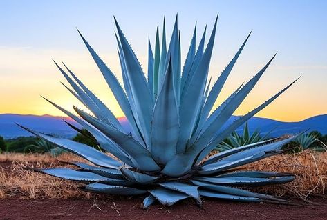 Amazon.com : 10 Agave Americana Seeds for Planting - Century Plant Succulent Seeds : Patio, Lawn & Garden Mexico Cactus, Agave Americana, Century Plant, Faux Cactus, Succulent Seeds, Rose Tutorial, Potager Garden, Blue Agave, Agave Plant