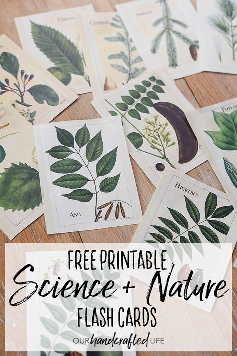 Vintage Science and Nature Flash Cards - Our Handcrafted Life Free Classroom Printables, Flash Cards For Kids, Homeschool Nature Study, Maluchy Montessori, Emprendimiento Ideas, Vintage Science, Nature School, Outdoor Education, Homeschool Printables