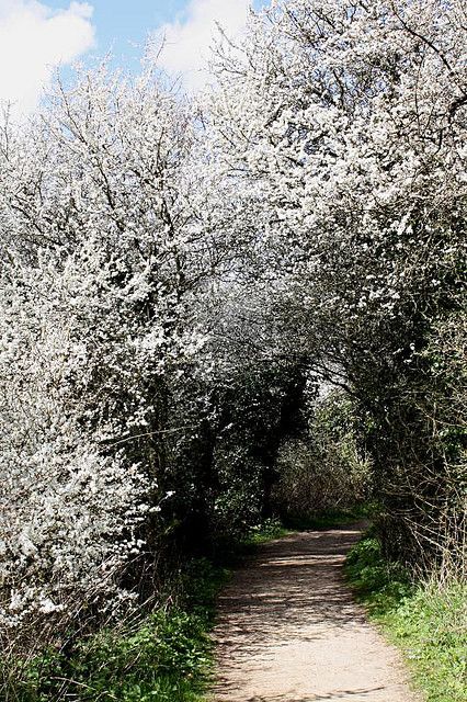 Blackthorn Tree, British Scenery, Witches Garden, Spring Feeling, Heritage Rose, Eco Garden, Wild Flower Meadow, Meadow Garden, Spring Blossoms