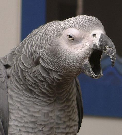 yawning parrot Yawning Animals, Gray Parrot, Parrot Training, Parrot Pet, Grey Parrot, Funny Parrots, Parrot Cage, African Grey Parrot, Parrot Toys