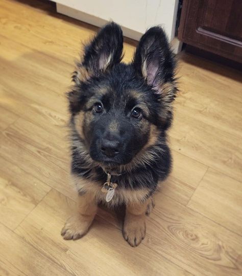 German Shepherd Puppies Training, Dream Pet, Epic Love, Super Cute Puppies, Very Cute Dogs, Gsd Puppies, Shepherd Puppy, Really Cute Dogs, Cute Dog Pictures