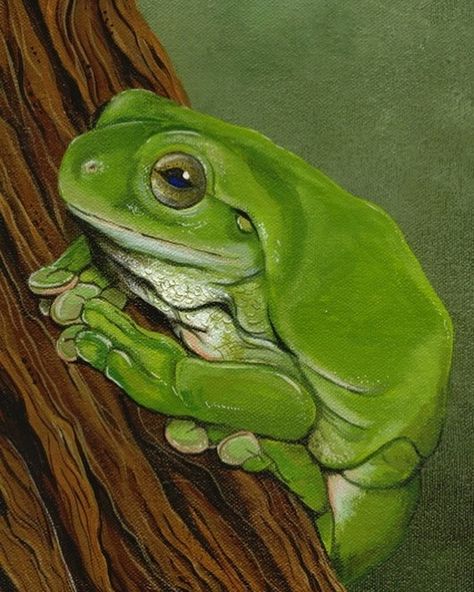 Fiona Groom Artist on Instagram: “@fgroom_artist  #acrylicpainting  #originalartwork  #artsy #artlovers  #frogpainting  #frogart  #australiananimals  #australianfrogs…” Tree Frog Painting, Tree Frog Art, Amy Brown Art, Frog Painting, Green Tree Frog, Colored Pencil Artwork, Bright Art, Frog Art, Tree Frog