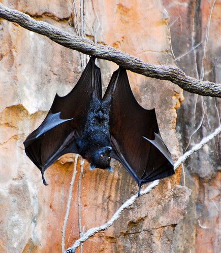 Bat Poses, Hanging Bat Tattoo, Facts About Bats, Hanging Bats, Bat Photos, Fruit Bats, Fox Bat, Beetle Illustration, Bat Flying