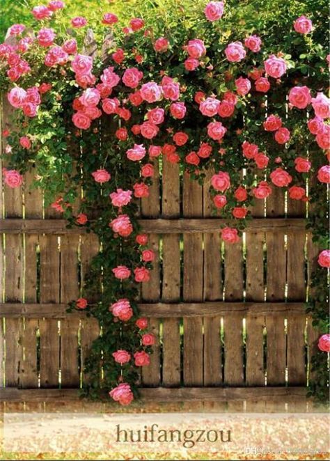 100 Seeds Climbing Rose Seeds Plants Spend Climbing Roses Seed Potted Flower Home Plant/Garden Rose Seeds Rose Fence, Rose Belle, Rose Gardens, Inspiring Pictures, Rose Seeds, Garden Vines, Rose Bush, Pretty Roses, Wooden Fence