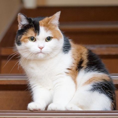 Bobtail Cat, Japanese Bobtail, Image Chat, Japanese Cat, Cat Facts, Calico Cat, Cute Cats And Kittens, Cute Kittens