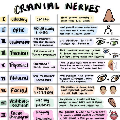 Nursing Nclex Cheat Sheets, Nclex Prep, Nursing School Essential, Nursing School Motivation, Nurse Study Notes, Nursing Student Tips, Medical Student Study, Nursing School Survival, Cranial Nerves