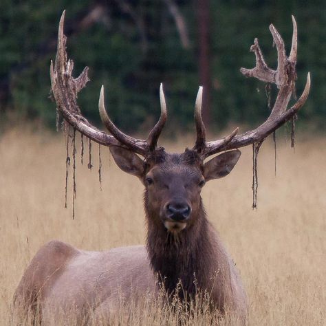 https://yukonwildlife.ca/wildlife/moose/2020-10-antler-cycle-moose/ Types Of Antlers, Antlers Drawing, Elk Skull, Moose Antlers, Elk Antlers, Animal Study, Pretty Animals, Sketch Inspiration, Ap Art