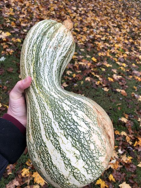 Cushaw Squash - Native American History, Recipe, & how to cook this huge squash! — TennesseeFarmTable.com Cushaw Pie Recipe, Cushaw Squash, Squash Pie Recipes, Pumpkin Casserole, How To Cook Squash, Squash Pie, Vegetable Casserole Recipes, Harvest Farm, Pumpkin Squash