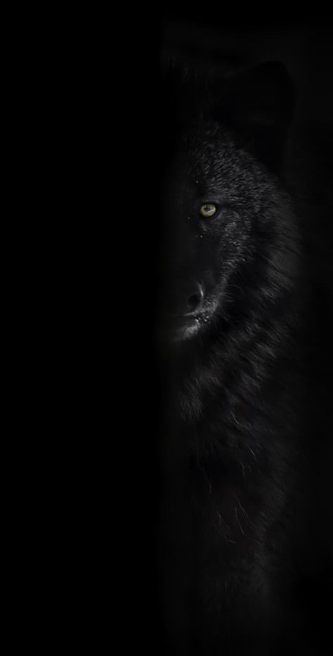 Black wolf Wallpaper Explore more Animal, Attacker, Black Wolf, Colour Variant, Melanistic wallpaper. https://www.whatspaper.com/black-wolf-wallpaper-6/ Alpha Wolf Wallpaper, Alpha Wolf Art, Perfect Pic, Phone Wallpapers Vintage, Wolf Background, Gym Wallpaper, Alpha Wolf, Werewolf Art, Wolf Wallpaper